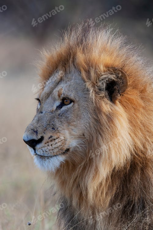 Preview: Apex Predator - Male Lion - Botswana