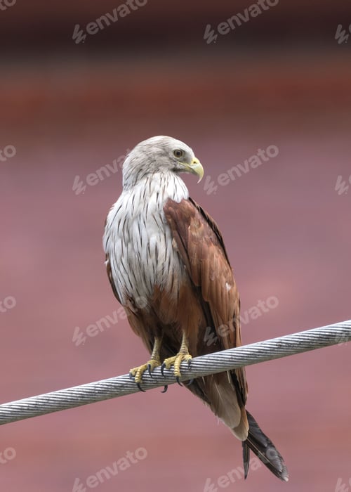 Preview: Majestic bird of prey on a wire