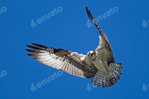 Preview: The beautiful wings of an osprey.
