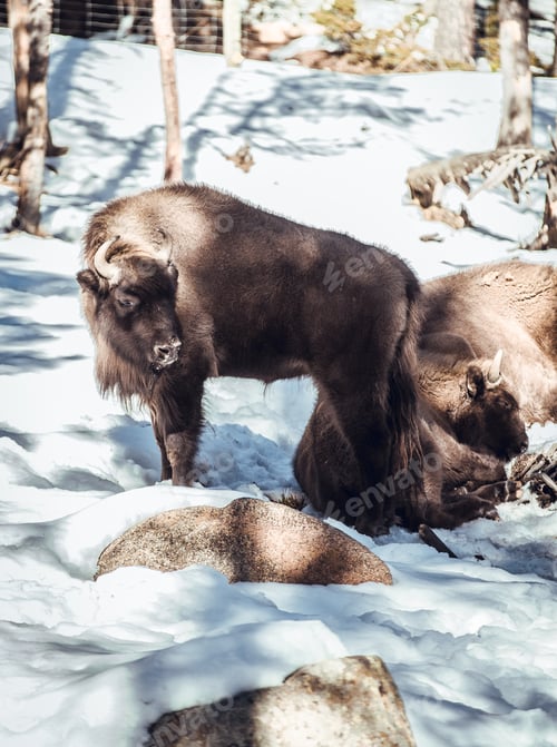Preview: Buffaloes pasturing between trees and snow