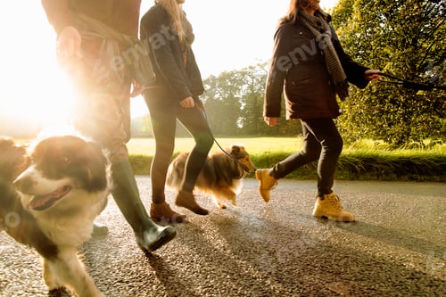 Preview: Senior couple and granddaughter walking dogs, Norfolk, UK