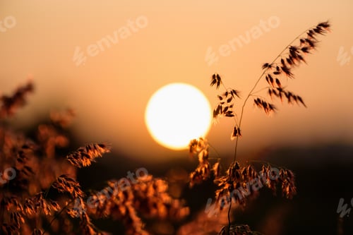 Preview: Sun at sunset in field flower grass