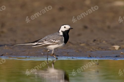 Preview: White wagtail (Motacilla alba)