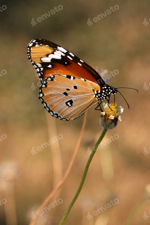 Preview: Butterfly The Killing Fields of Choeung Ek, Phnom Penh, Cambodia