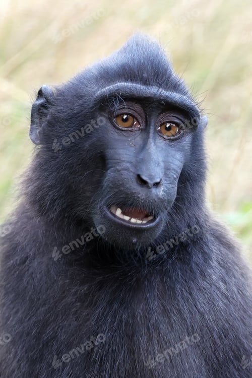 Preview: Close up shot of a crested macaque, Macaca Nigra