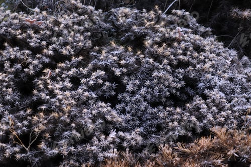 Preview: The thorn is covered with frost.