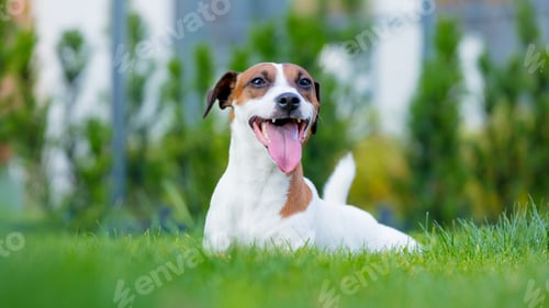 Preview: Young smooth-coated Jack Russell Terrier dog