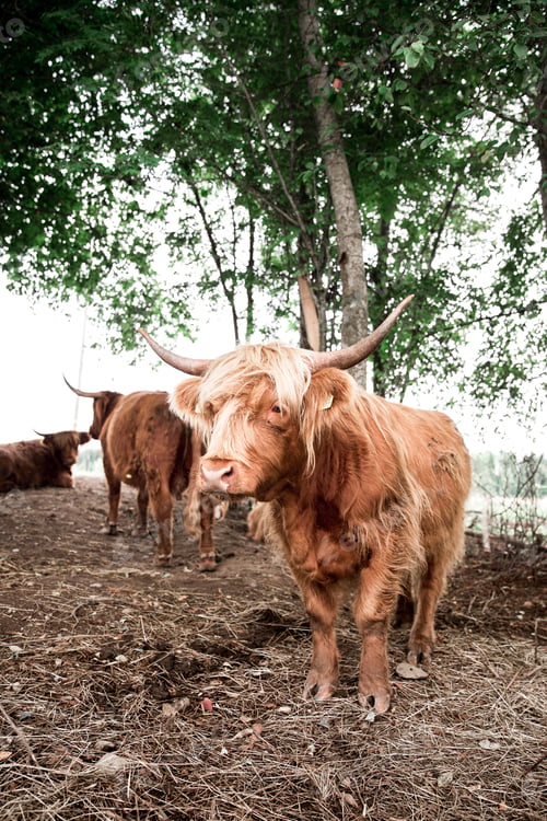 Preview: Vertical shot of a flock of highland cattle