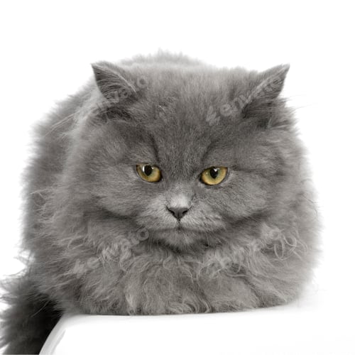 Preview: persian