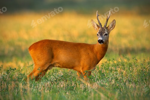 Preview: Strong old roe deer buck with long antlers standing on stubble field at sunset