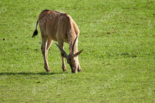 Preview: Content young eland animal grazing on the grass of the natural parkof Cabarceno, Spain