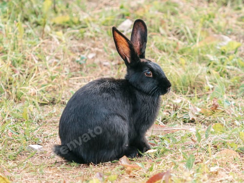 Preview: Cute black rabbit sitting in grassland outdoors