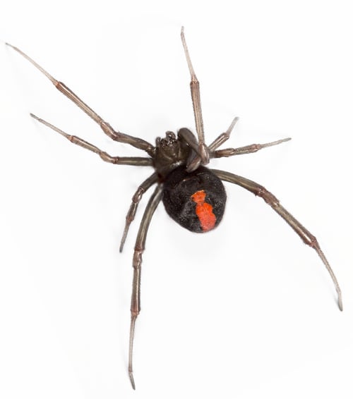 Preview: redback spider