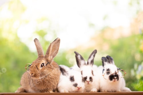 Preview: Pet portrait of brown cute rabbit sitting on green grass with blurry nature background
