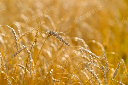 Preview: Wheat field on a summer sunny day