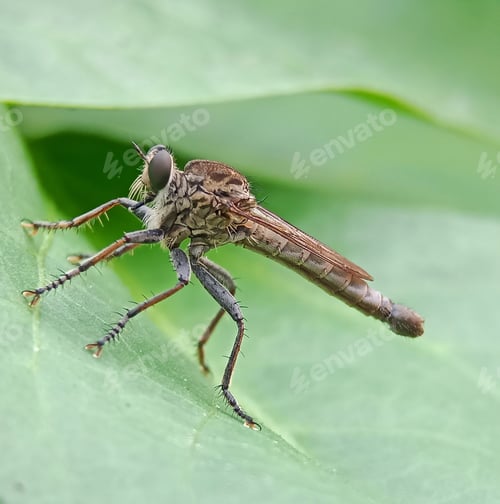 Preview: Robberfly