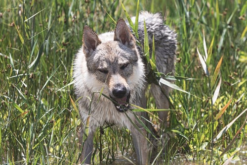 Preview: Cute adorable Czechoslovakian Wolfdog dog enjoying the weather in the park