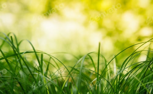 Preview: Spring or summer and abstract nature background with grass field.