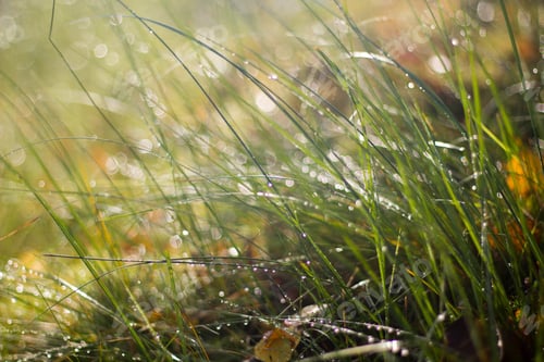 Preview: Closeup shot of a green grassy field covered with dewdrops