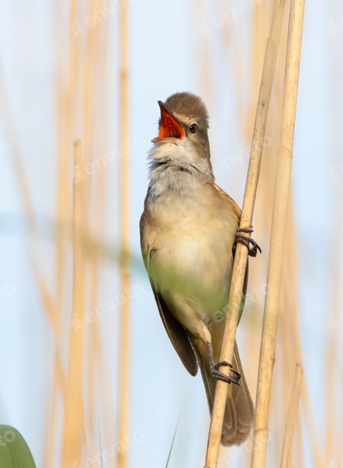 Preview: Great reed warbler, Acrocephalus arundinaceus. A bird sits on a reed stalk and sings