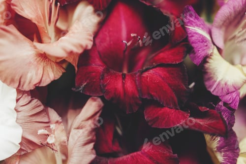 Preview: beautiful gladiolus flowers close-up in different colors on wooden rustic background