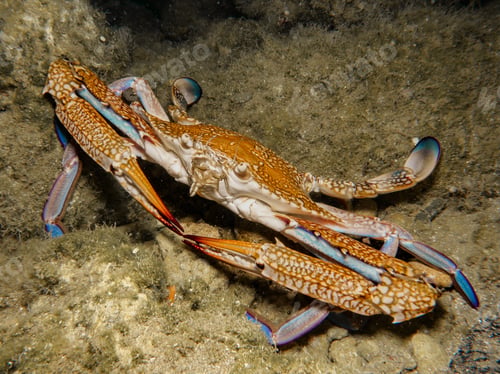 Preview: Blue swimming crab from Cyprus