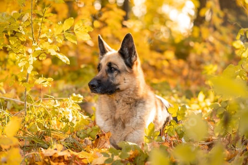 Preview: Dog in autumn. Happy east European shepherd dog breed against maple leaves. Fall season