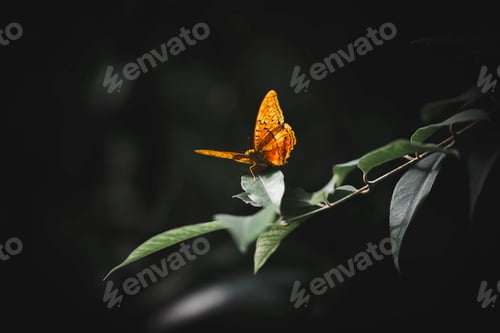 Preview: Closeup of a small tortoiseshel on a leaf