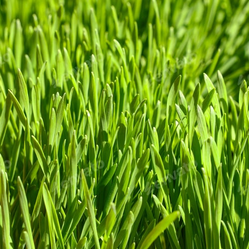 Preview: Close up fresh green spring grass background