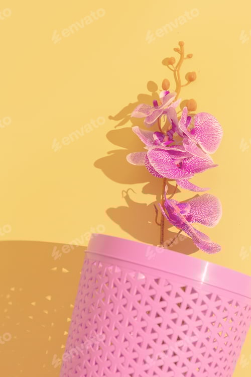 Orchid flowers aestchetic. Minimal still life design trend