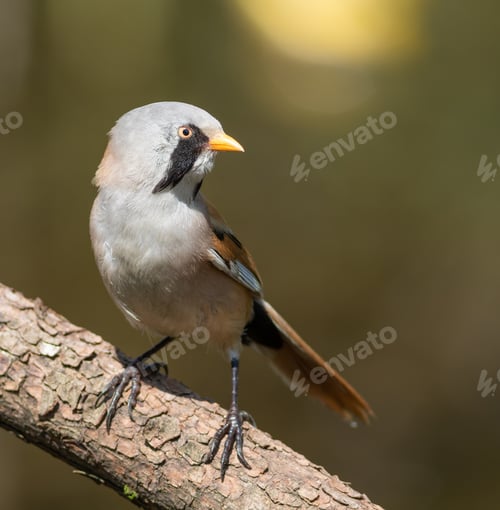 Preview: Bearded reedling, Panurus biarmicus. A male bird sits on a branch on the river bank, flat background