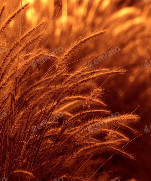 Preview: Daylight fading in the fields
