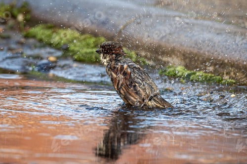 Preview: Sparrow Splashing in a Puddle