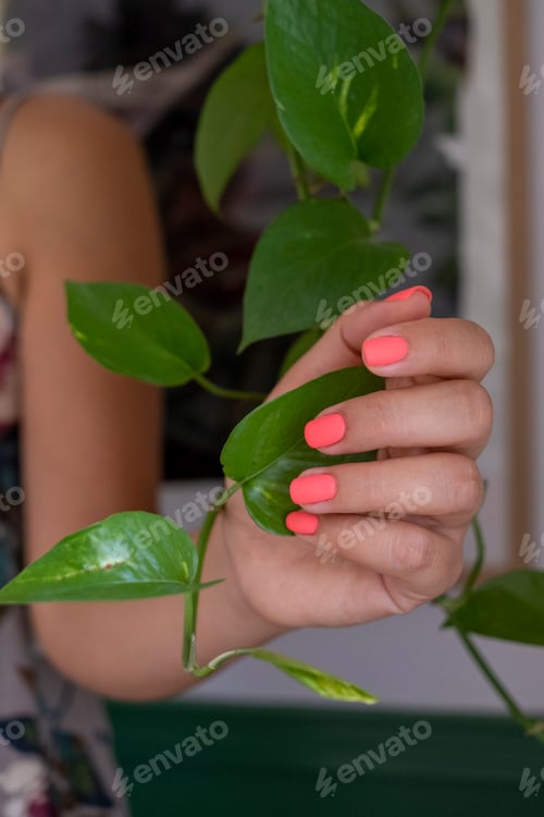 Preview: Close up of woman hands holding leaves of plant, with perfect pink mat manicure.
