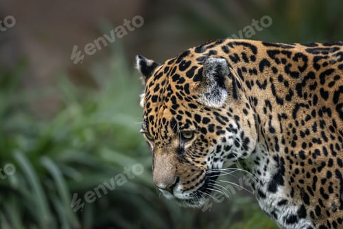 Vorschau: Nahaufnahme eines Jaguars, der durch üppiges Grün streift