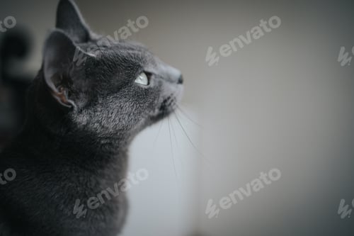Preview: Vertical shot of a gray, fluffy cat on the white-gray background