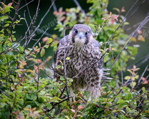 Preview: Peregrine falcon (Falco peregrinus)