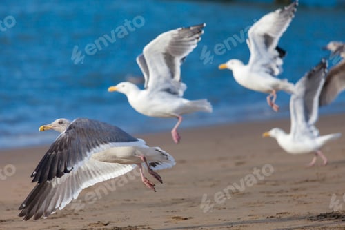 Preview: Seagulls flying off from the beach in San Francisco, USA