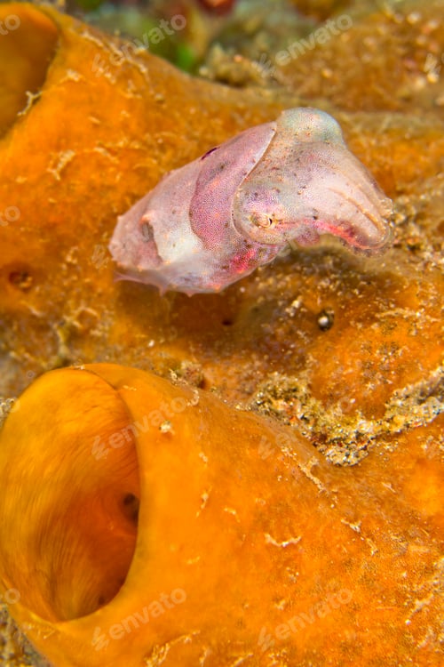 Preview: Cuttlefish, Lembeh, Indonesia