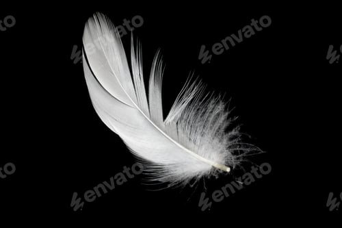 Preview: white duck feathers isolated on black background