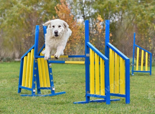 Preview: Dog agility trial