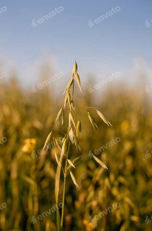 Preview: oat in a cereal field