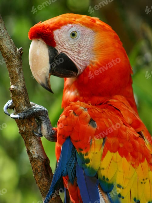 Preview: bird, parrot, Scarlet, Macaw