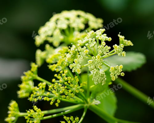Preview: Macro shot of blooming black-lovage