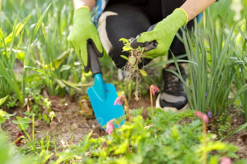 Preview: Working with soil and flowers in your backyard garden in spring