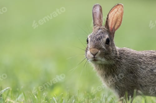 Preview: Closeup shot of a cute gray bunny