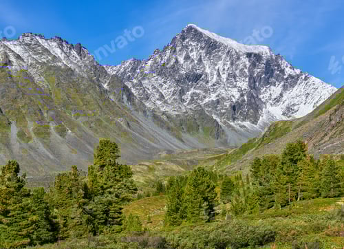 Preview: A rare mountain dark coniferous forest against background of pyramidal peak.