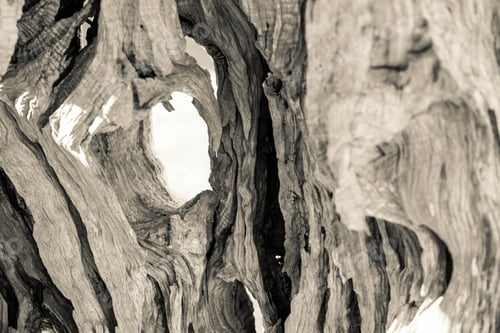 Preview: Abstract Bumpy Texture Of A Trunk Of An Old Olive Tree With Cracks And With Holes