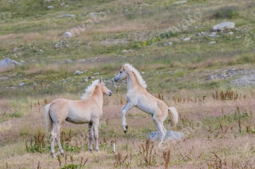 Preview: Haflinger am Spluegenpass bei Montespluga