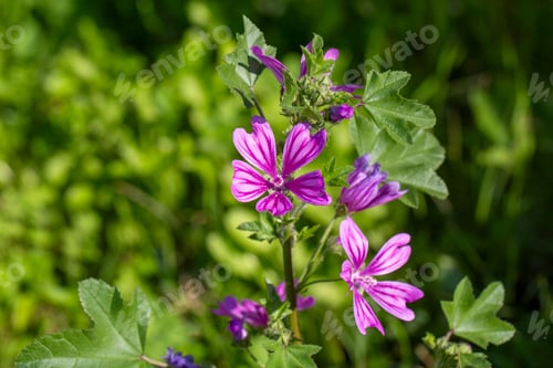 Preview: Wild flower, scientific name; Malva sylvestris